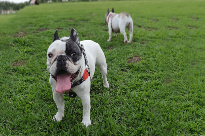 Paraíso dos Cães